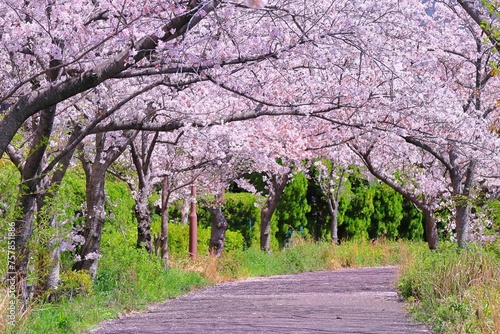 Fototapeta Naklejka Na Ścianę i Meble -  春の桜の花のトンネル