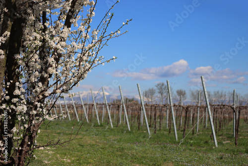 Blackthorn tree with beautiful white flowers near Vineyard in the italian countryside. Vitis vinifera and Prunus spinosa on early springtime