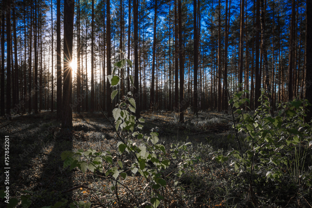 Fototapeta premium path in the forest