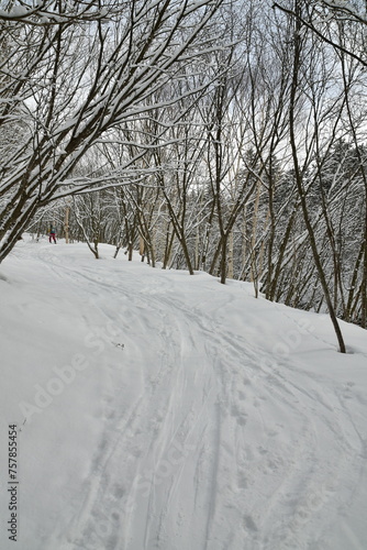 winter in snow forest hokkaido japan © Andreas