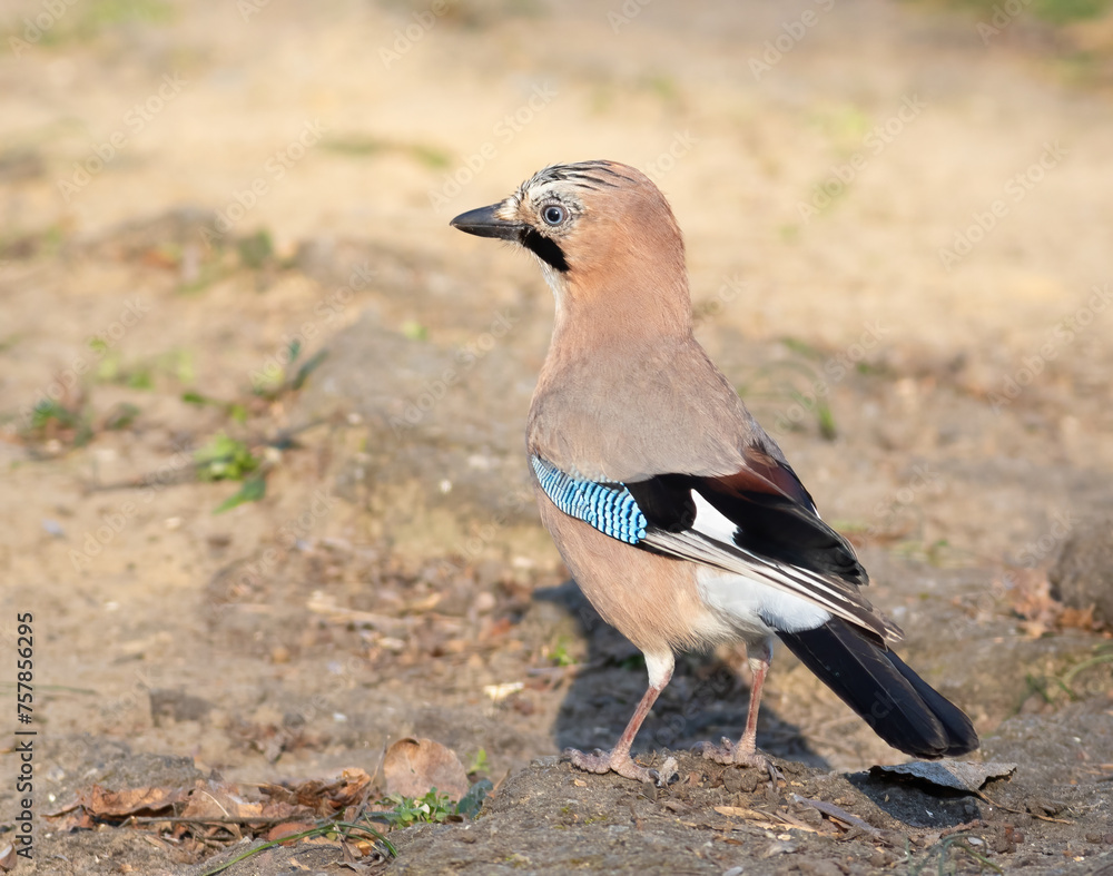 Eurasian jay, Garrulus glandarius. On a sunny morning, a bird walks the ground looking for food Eurasian jay, Garrulus glandarius. On a sunny morning, a bird walks the ground looking for food