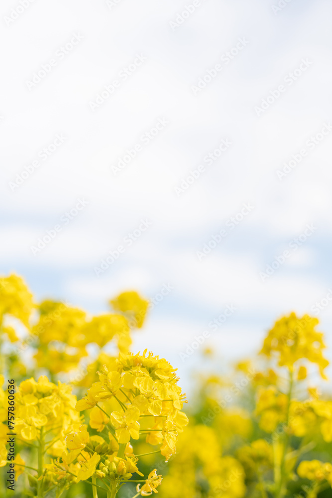 Fototapeta premium 青空と菜の花