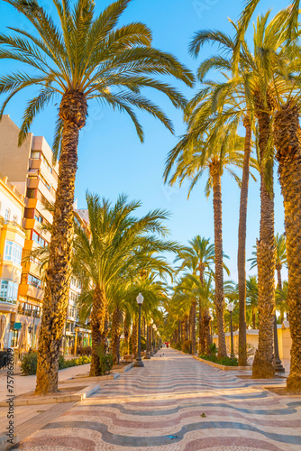 Main street by the sea in Alicante, promenade, street with palm trees by the sea - Esplanada © johnkruger1