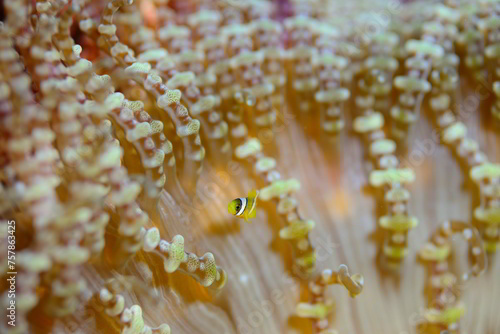 小さなクマノミの赤ちゃん　久米島