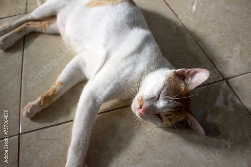 Portrait of a house cat lying on the floor.
Pinrang, South Sulawesi Indonesia.
March 14 2024 photo