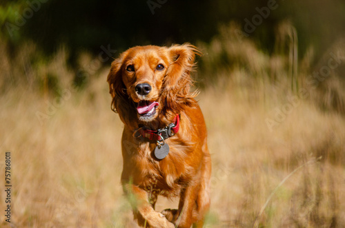 The cocker spaniel running in dry grass in the forest