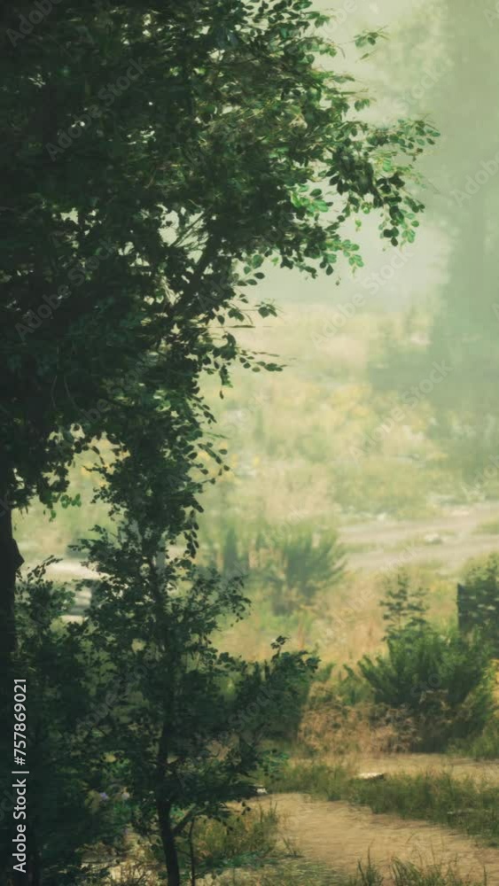 A dirt path in the middle of a forest A dirt path in the middle of a forest