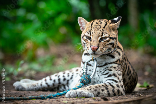 Ocelot with attentive ears, eagerly awaiting news about a new volunteer © Wirestock