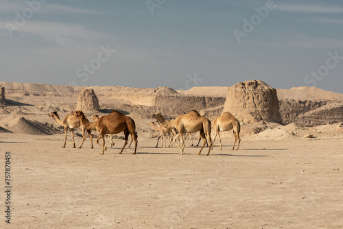 Camel in desert lake Umbab Doha Qatar