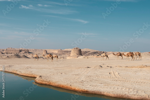 Camel in desert lake Umbab Doha Qatar photo