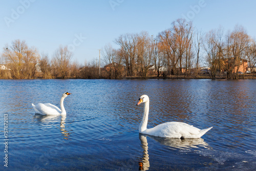 A pair of white swans swimming on the river.