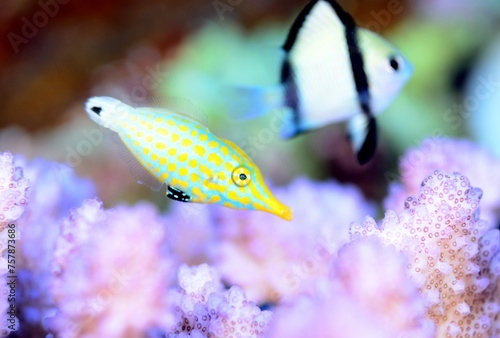 斬新な模様のテングカワハギ　久米島