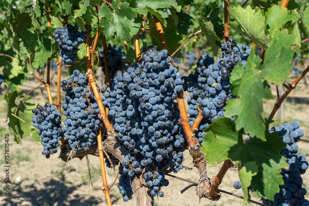 Bunches of Cabernet Sauvignon grapes also known as Bouchet, Bouche, Petit-Bouchet, Petit-Cabernet, Petit-Vidure, Vidure, Sauvignon Rouge.