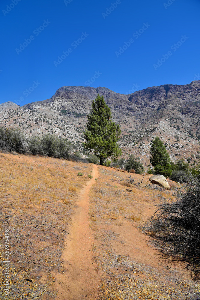 A dry yellow landscape in USA, with a path leading to a green pine, and rocky mountains in the back, taken on a sunny day. 