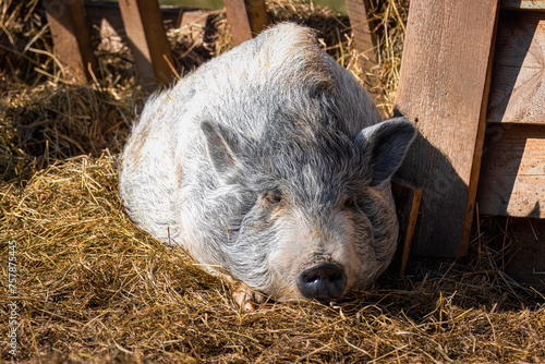 A female mini pig with grey fur lays on the hay and rests right toward the camera lens on a sunny spring day. Close-up portrait of a grey fur mini pig. 