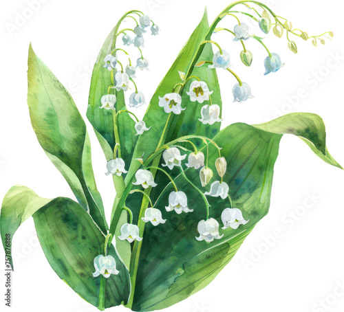  Lily of the Valley flower watercolor object isolated png.
