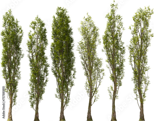black poplar tree hq arch viz cutout plants photo
