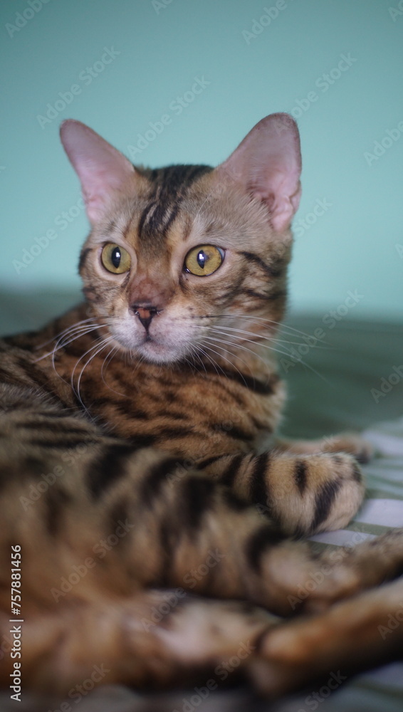 portrait of a cat portrait of a cat