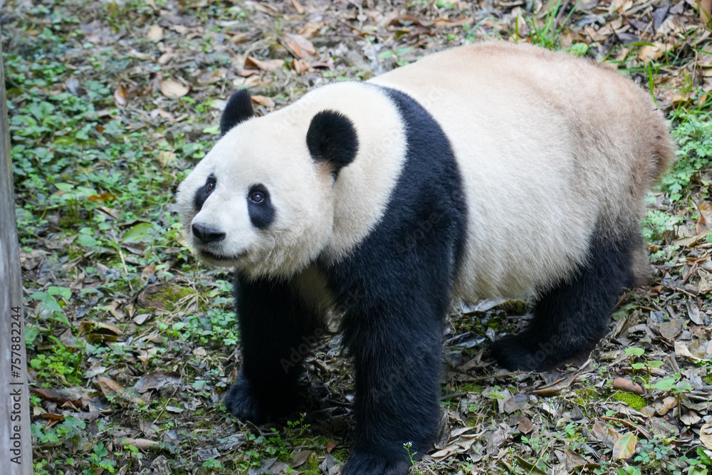 Fototapeta premium Giant Panda