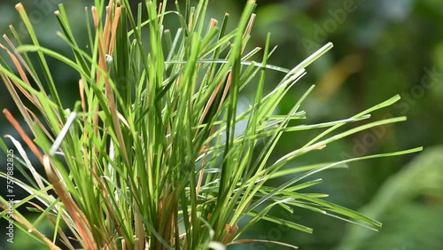 Vetiver grass or Vetiveria zizanioides trees on natural background. photo
