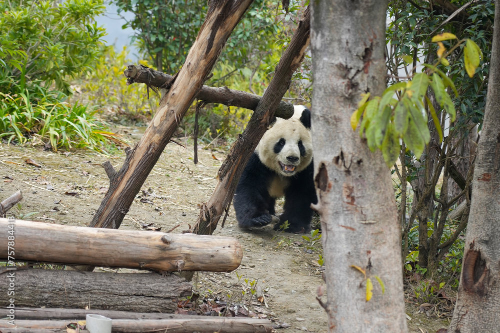 Obraz premium Giant Panda