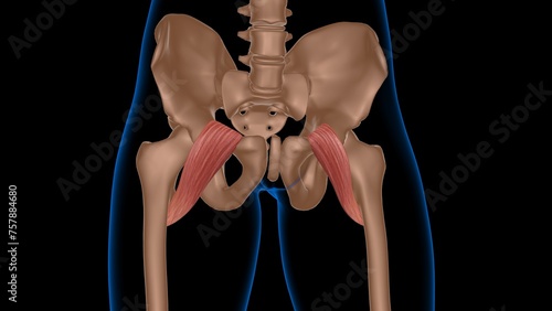 human female muscle anatomy for medical concept 3d rendering