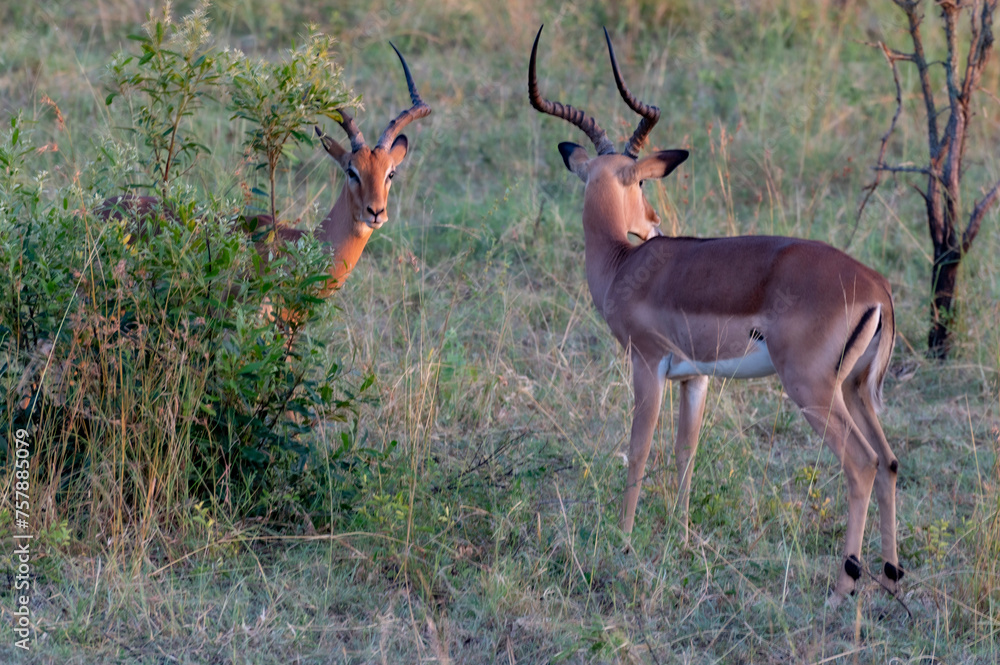 impala in the savannah
