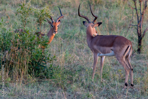 Obraz na płótnie impala in the savannah w salonie