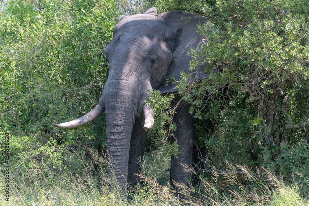 Elephant - safari in the Kruger Nationa Park in South Africa