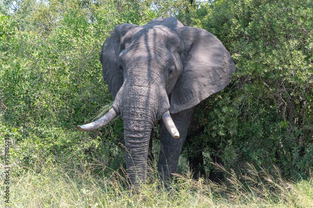 Elephant - safari in the Kruger Nationa Park in South Africa