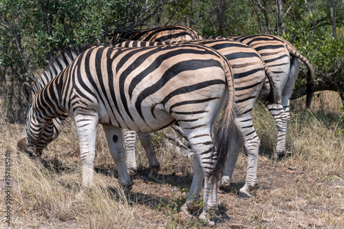 Wild animals in the Kruger National Park in RSA
