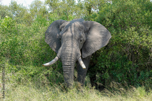 Elephant - safari in the Kruger Nationa Park in South Africa