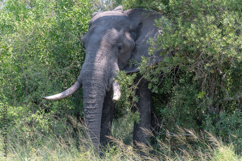 Obraz na płótnie Elephant - safari in the Kruger Nationa Park in South Africa w salonie