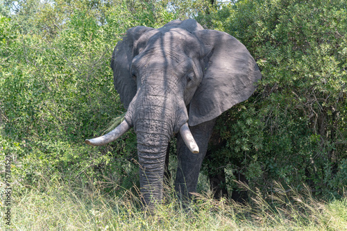 Obraz na płótnie Elephant - safari in the Kruger Nationa Park in South Africa w salonie