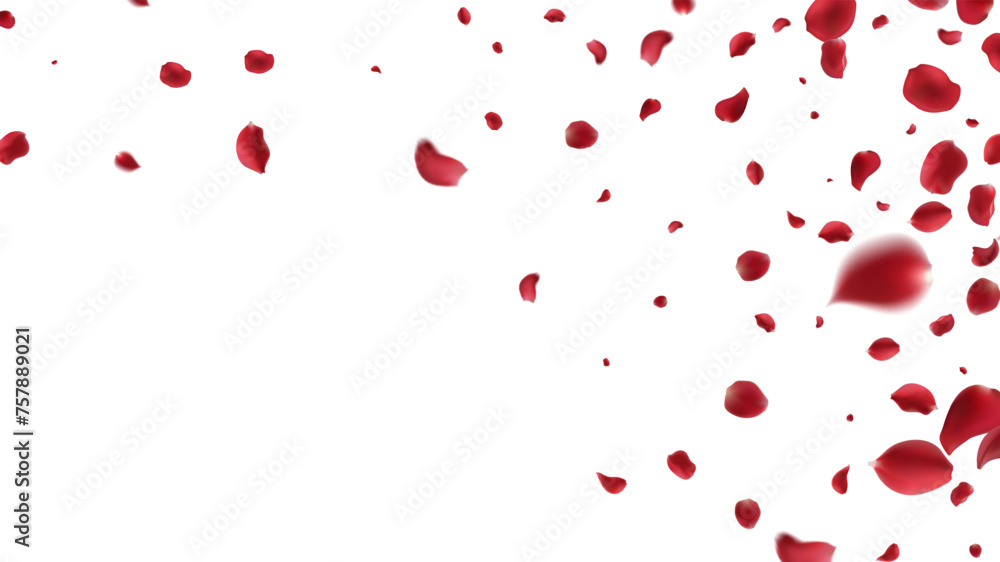 Falling Rose petals Vector illustration. Red rose petals on fake transparent background