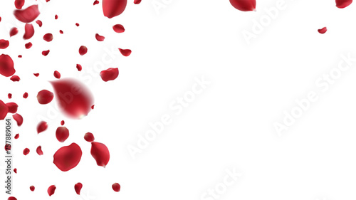 Falling Rose petals Vector illustration. Red rose petals on fake transparent background