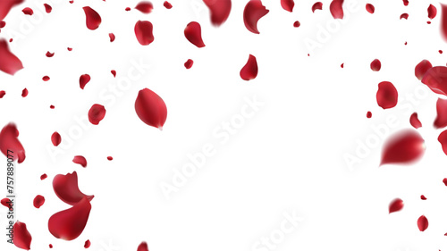 Falling Rose petals Vector illustration. Red rose petals on fake transparent background