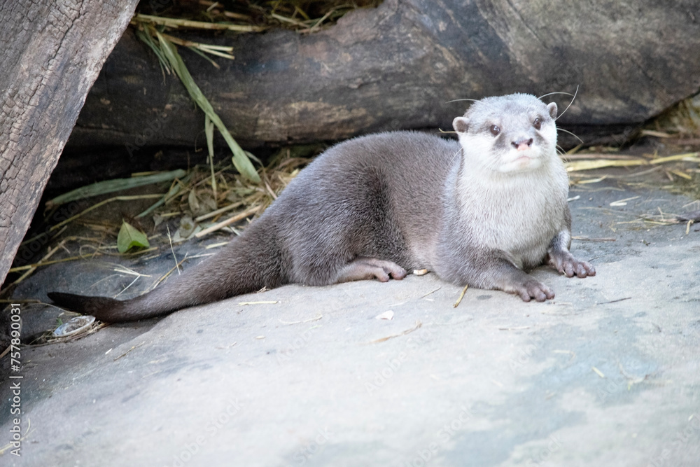 Asian small clawed otters are small, with short ears and noses, elongated bodies, long tails, and soft, dense fur. Asian small clawed otters are small, with short ears and noses, elongated bodies, long tails, and soft, dense fur.