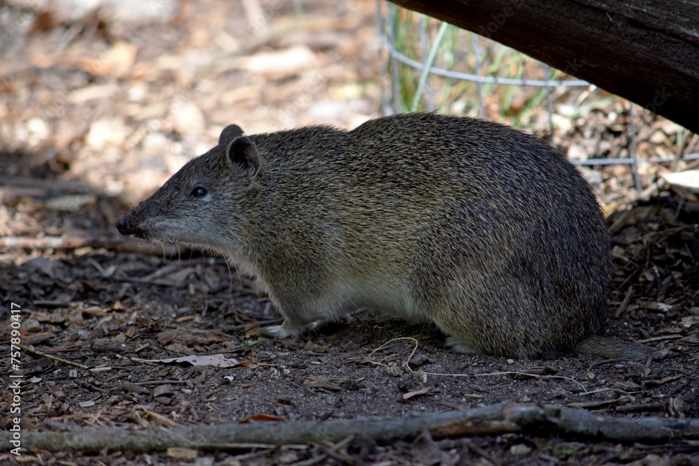 the Southern brown Bandicoots are about the size of a rabbit, and have a pointy snout, humped back, thin tail and large hind feet the Southern brown Bandicoots are about the size of a rabbit, and have a pointy snout, humped back, thin tail and large hind feet