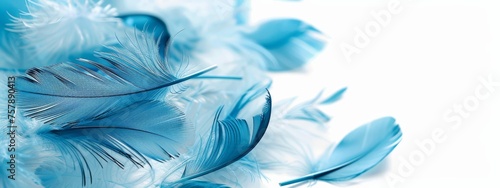 Light blue feathers on white background. Template for banner background.