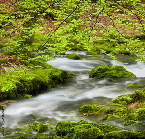 Ast einer Buche, Zufluss der Orbe, Vallorbe, Waadt, Schweiz