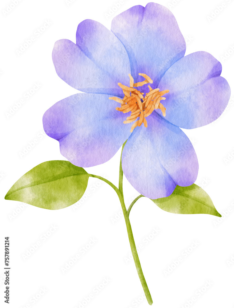 Fototapeta premium Purple flowers watercolor illustration