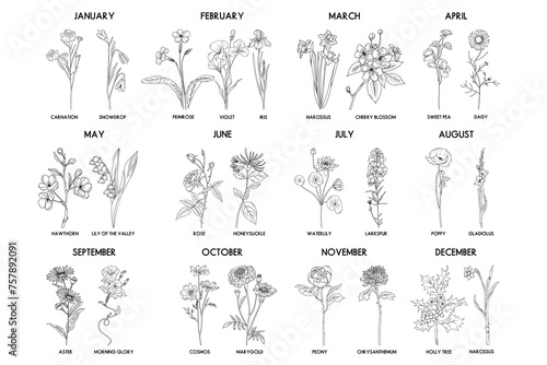 Birth month flower set  vector hand drawn isolated line art flowers and plants for greeting cards and invitations