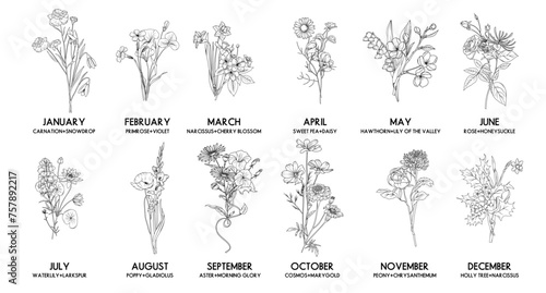 Birth month flower bouquet set, vector hand drawn isolated line art floral compositions for greeting cards and invitations