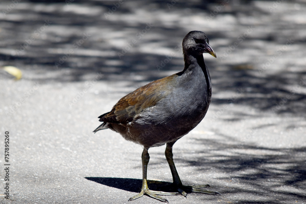 Fototapeta premium this is a young dusky moorhen before his beak changes color