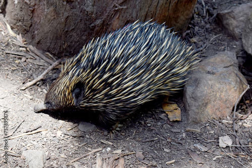 the short nosed has strong-clawed feet and spines on the upper part of a brownish body. The snout is narrow and the mouth is small, with a tongue that is long and sticky