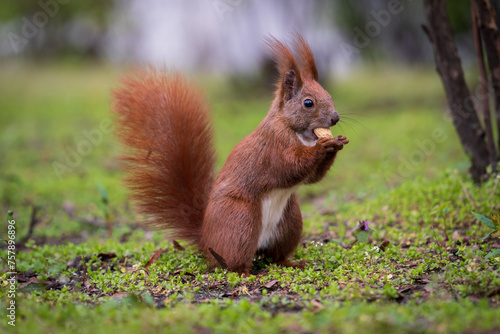 Nahaufnahme eines Eichhörnchens beim Essen einer Erdnuss
