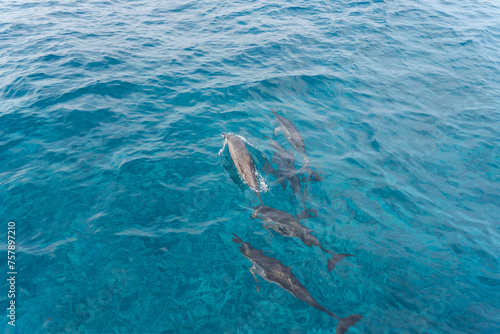 dolphin spot in Lakshadweep