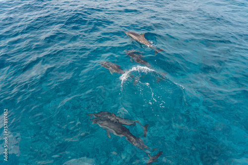 dolphins in the sea © NESRU