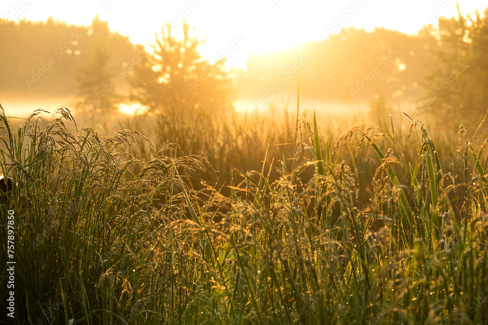 summer beautiful foggy sunrise on the river. yellow sunny warm light and grass in dew
